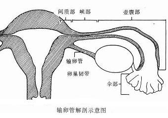 生活中会导致女性输卵管堵塞的因素有哪些？、